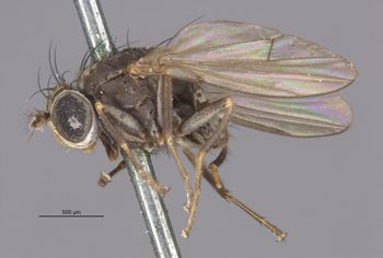 Media type: image;   Entomology 11130 Aspect: habitus lateral view